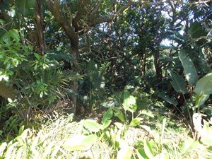 2700 m² Land available in Southbroom