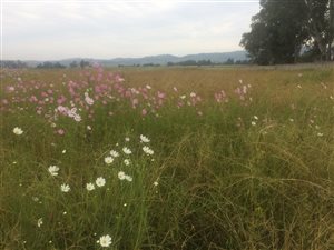 2.1 ha Land available in Walkerville