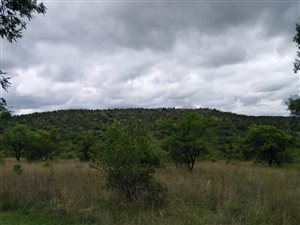 85.6 ha Farm in Polokwane Central