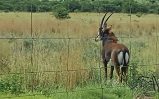 8.5 ha Farm in Fochville