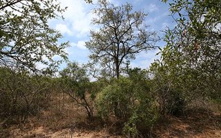 1 ha Land available in Moditlo Nature Reserve