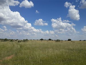 570 ha Farm in Wolmaranstad