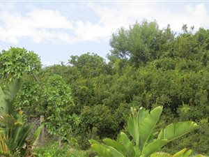 814 m² Land available in Great Brak River