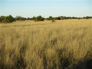 900 ha Farm in Reivilo