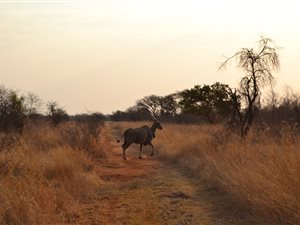689 ha Farm in Bela-Bela (Warmbaths)