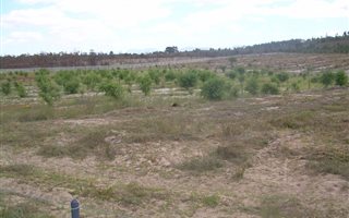 101 ha Farm in Albertinia