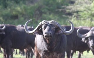 1130 ha Farm in Empangeni