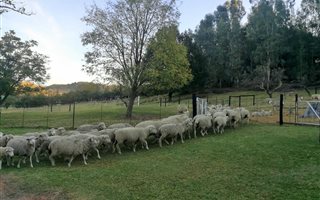 16.4 ha Farm in Bethlehem