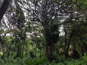 5518 m² Land available in Southport
