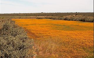 980 m² Land available in Lamberts Bay