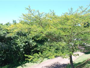 800 m² Land available in Princes Grant Golf Estate
