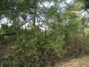 763 m² Land available in Port Zimbali Estate