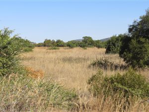 800 ha Farm in Bela-Bela (Warmbaths)
