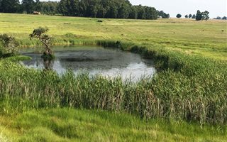 260 ha Farm in Carolina