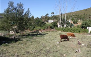 1100 m² Land available in Suurbraak