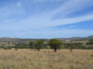 165 ha Farm in Modimole (Nylstroom)