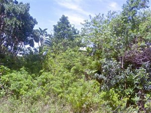 1352 m² Land available in Palm Beach