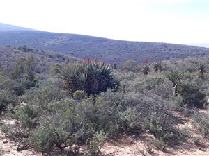 944 ha Farm in Ladismith