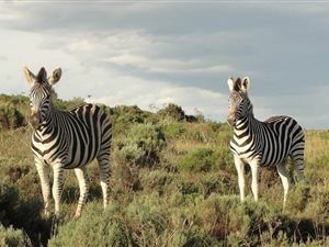431 m² Land available in Hartenbos