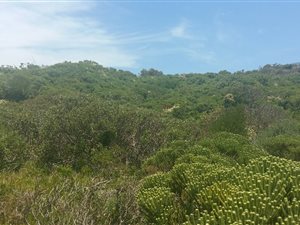 1000 m² Land available in Pringle Bay