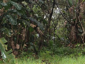 1566 m² Land available in Palm Beach
