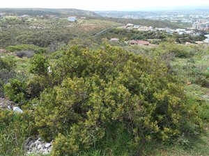 510 m² Land available in Mossel Bay