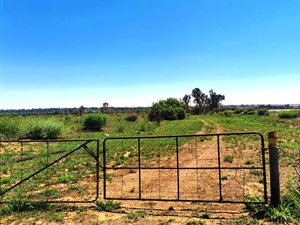 54 ha Farm in Koppies