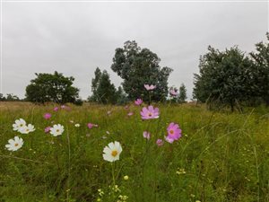 2 ha Land available in Nelsonia