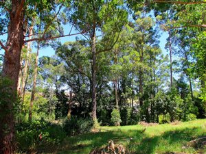 1289 m² Land available in Heatherlands