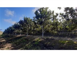 8.9 ha Farm in Herbertsdale