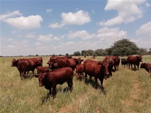 1268 ha Land available in Vryburg