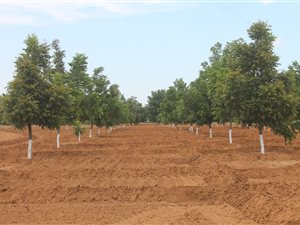100 ha Farm in Hartswater