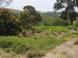 36000 ha Farm in Port Shepstone