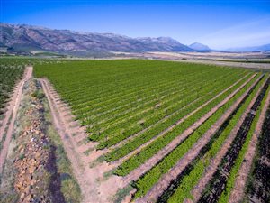 138 ha Farm in Tulbagh