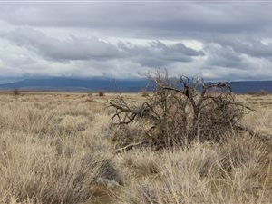 4493 ha Farm in Ceres