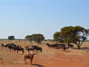 428 ha Farm in Roedtan