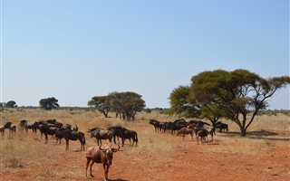 428 ha Farm in Roedtan