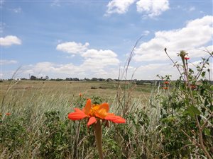 8.5 ha Farm in Rietfontein