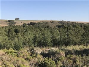 3 ha Farm in Swellendam