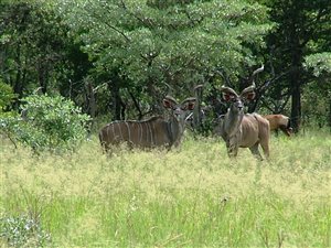 1190 ha Farm in Vaalwater