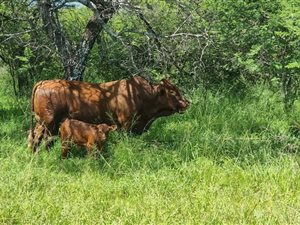 123 ha Farm in Mookgophong (Naboomspruit)