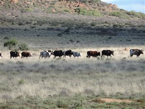 2593 ha Farm in Graaff Reinet