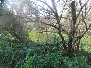 645 m² Land available in Princes Grant Golf Estate
