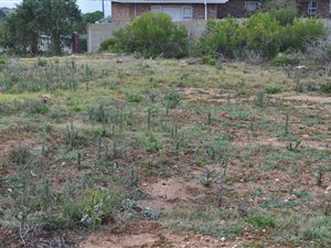 1132 m² Land available in Dana Bay