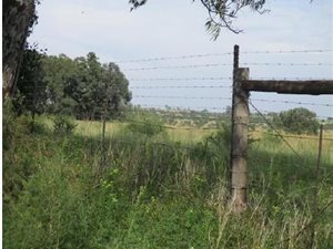 132.2 ha Farm in Kroonstad