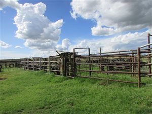 256 ha Farm in Theunissen