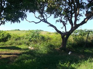 11.2 ha Farm in Tongaat Central
