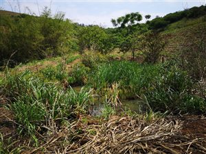 4 ha Farm in Stanger
