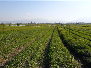 9.8 ha Farm in Philippi