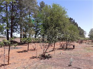 1.2 ha Farm in Heidelberg AH